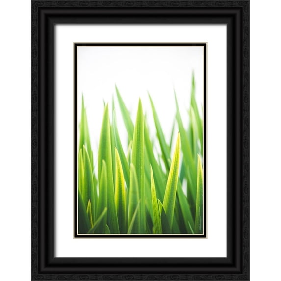 Quintero, Sonja 23x32 Black Ornate Wood Framed with Double Matting Museum Art Print Titled - Blades of Green No. 2