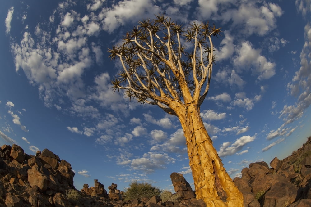 Quiver Tree With Cirrocumulus Floccus In Warm Orange Namibia Canvas Art - Lars Froelich  Design Pics (38 x 24)