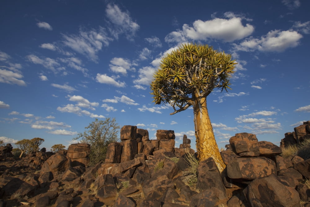 Quiver Tree With Cirrocumulus Floccus Warm In Orange Namibia Canvas Art - Lars Froelich Design Pics (38 x 24)
