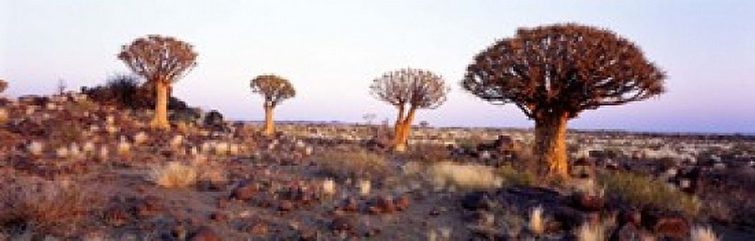 Quiver Trees Namibia Africa Canvas Art - Panoramic Images (18 x 6)