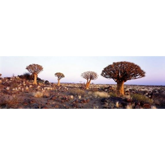 Quiver Trees Namibia Africa Poster Print (18 x 6)