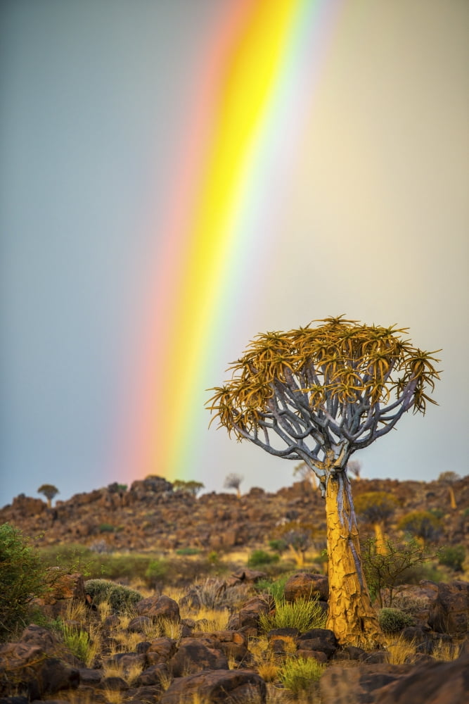 Quiver tree (Aloe dichotoma) forest in the Playground of the Giants with a rainbow Keetmanshoop Namibia Canvas Art - Remsberg Inc Design Pics (12 x 19)