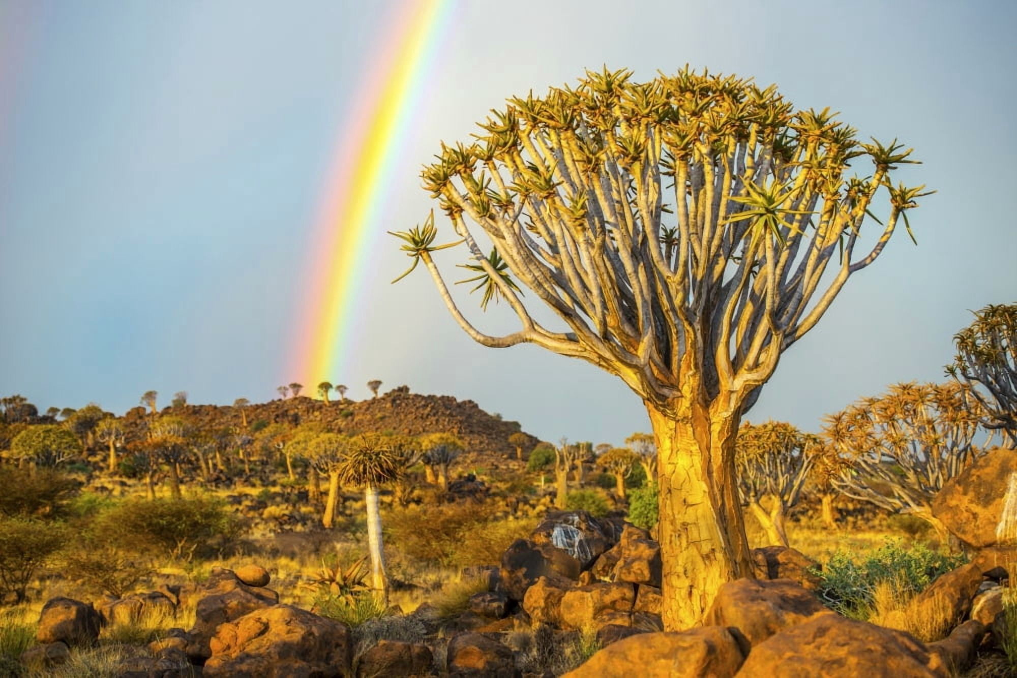 Quiver tree (Aloe dichotoma) forest in the Playground of the Giants with a rainbow Keetmanshoop Namibia Canvas Art - Remsberg Inc Design Pics (38 x 24)