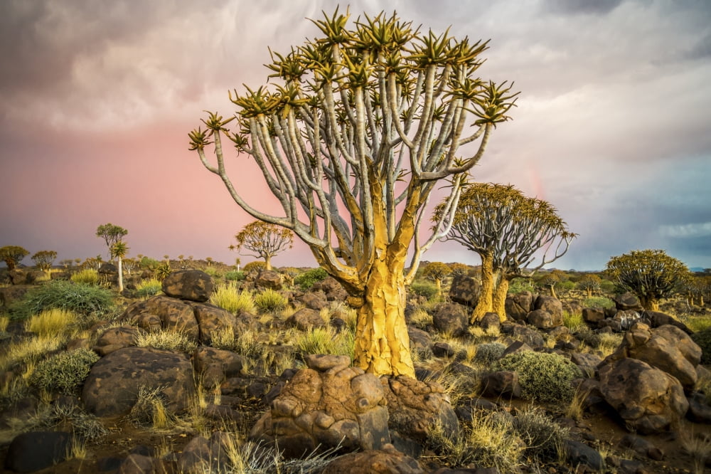 Quiver tree (Aloe dichotoma) forest in the Playground of the Giants Keetmanshoop Namibia Canvas Art - Remsberg Inc Design Pics (38 x 24)