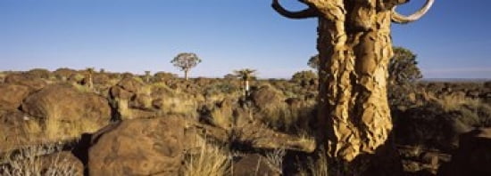 Quiver tree (Aloe dichotoma) growing in a desert Namibia Canvas Art - Panoramic Images (36 x 13)