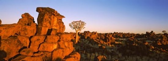 Quiver tree (Aloe dichotoma) growing in rocks Devils Playground Namibia Canvas Art - Panoramic Images (36 x 13)