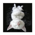 thumbnail image 1 of R. NOB 'Cat Yoga III' Canvas Art, 1 of 3