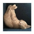 thumbnail image 1 of R. NOB 'Cat Yoga VII' Canvas Art, 1 of 3