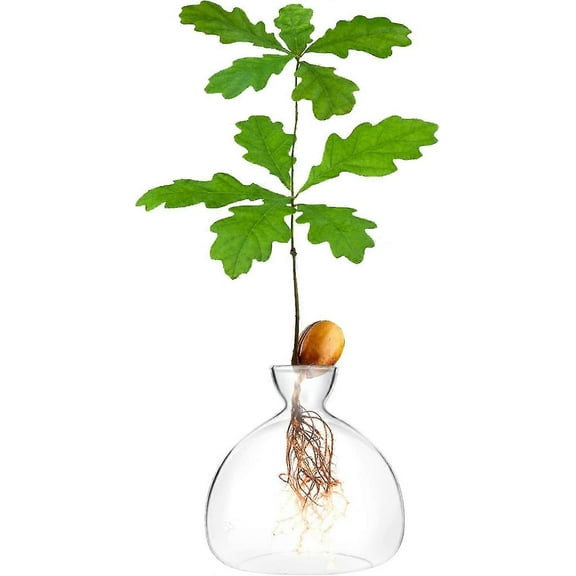 RAIN Acorn Sprouting Seed Starter Kit - Grow Acorn Trees at Home!