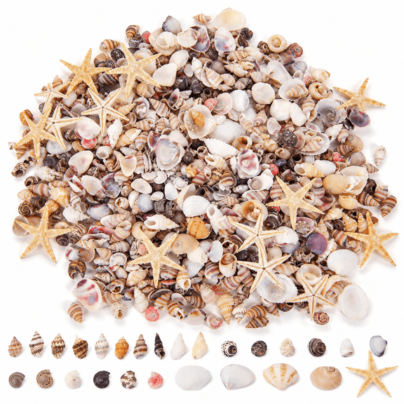 RAIRSKY 1000 Pcs Mini Sea Shells Starfish Mixed, 20 Kinds of Tiny Seashells for Crafting, Beach Natural Conch Shells for Crafts Diy, Beach Theme Party Wedding Fish Tank Decor