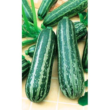 Maxboba 100 Zucchini Cocozelle Seeds – Non-GMO Heirloom Squash, Easy Grow