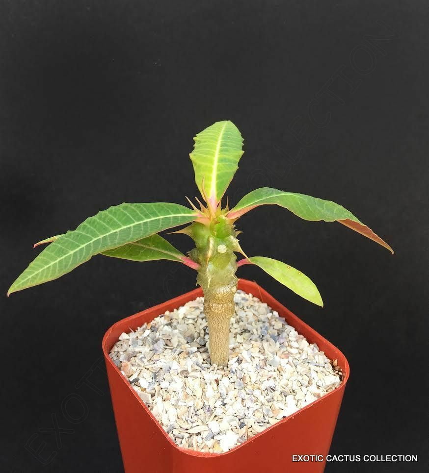 RARE EUPHORBIA PAULIANA exotic madagascar succulent cactus cacti 2" plant -  Walmart.com