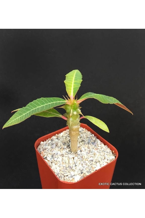 RARE EUPHORBIA PAULIANA exotic madagascar succulent cactus cacti 2" plant