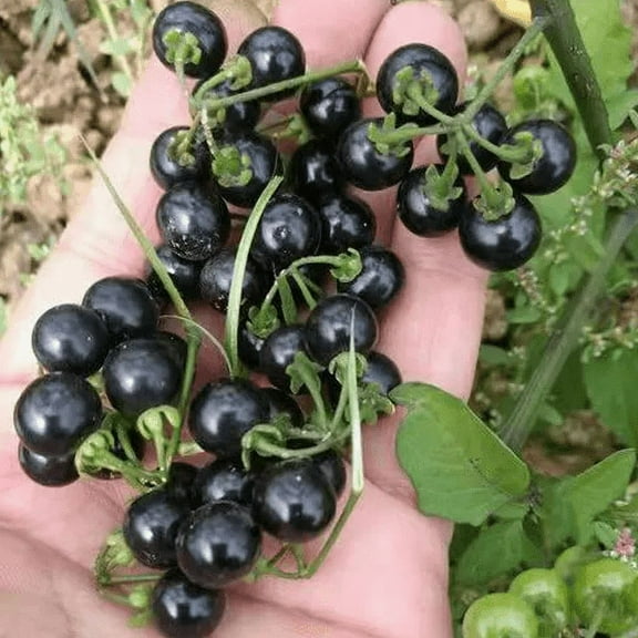 RARE SEEDS 100 Hierba Mora Seeds Macuy Black Nightshade Solanum Nigrum Seeds
