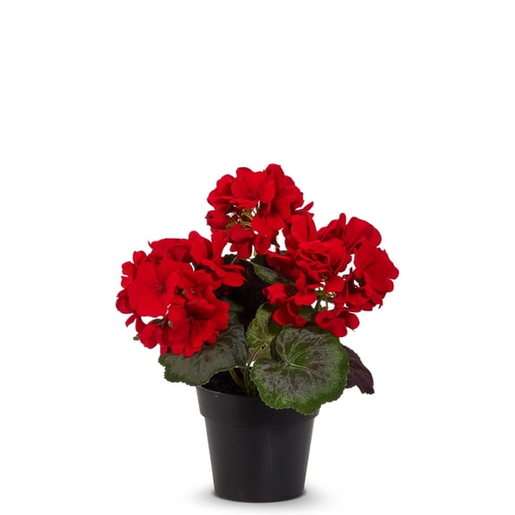 RAZ Imports 9.5" Red Geranium Potted Flowers for Mother's Day