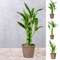 thumbnail image 1 of RBCKVXZ Fake Plants Artificial Green Plants Simulation Potted Home Office Hotel Lobby Decoration Green Plants Home Decoration Artificial Plants, 1 of 7