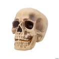 thumbnail image 1 of REALISTIC ROTTING SKULL, 1 of 1
