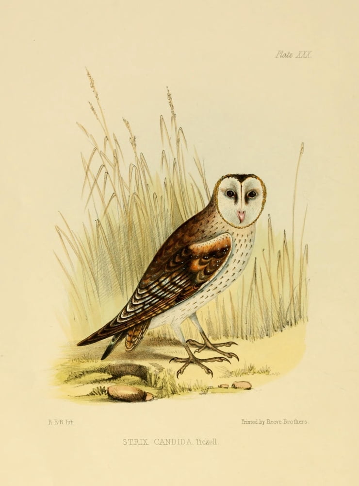 REB Litho Indian Ornithology 1847 Grass Owl Canvas Art - (18 x 24)