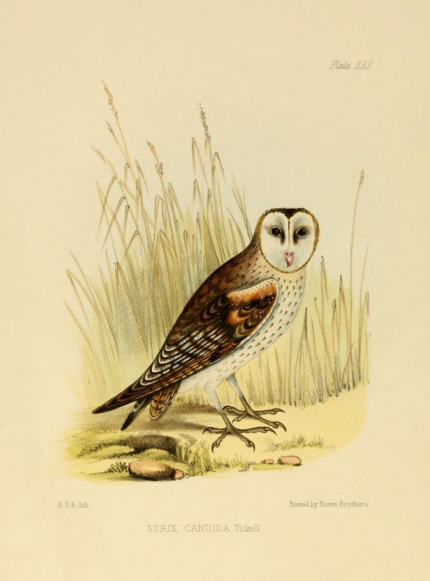 REB Litho Indian Ornithology 1847 Grass Owl Canvas Art - (24 x 36)