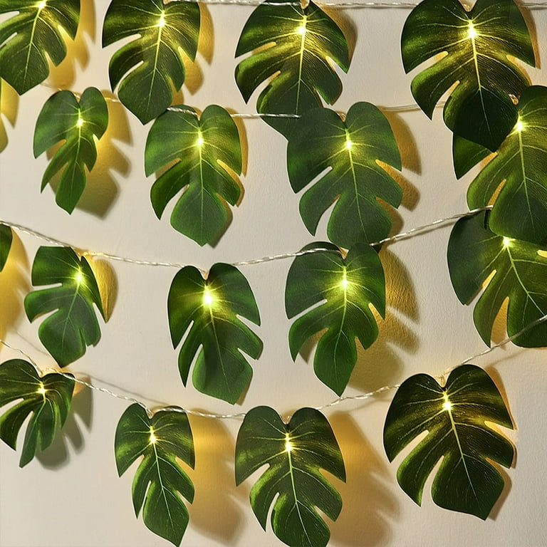 monstera plant for sale Monstera Albo Variegata