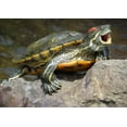 RED EARED SLIDER TURTLE GLOSSY POSTER PICTURE PHOTO BANNER pond ...