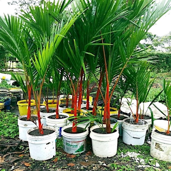 RED SEALING WAX "LIPSTICK PALM" TREE SEEDS (Cyrtostachys renda) House Plant RARE
