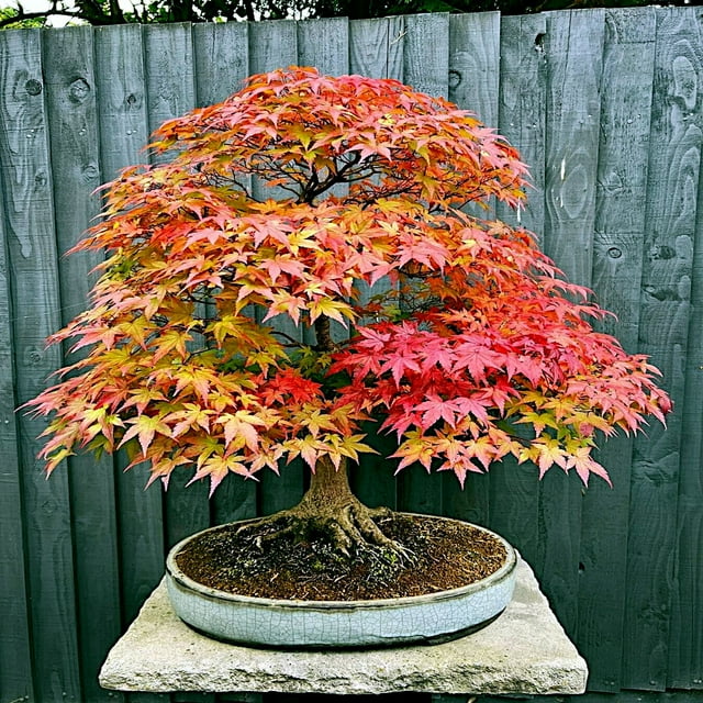 *RED SUNSET* Japanese Maple (Acer rubrum) Tree Seeds, Landscaping or ...