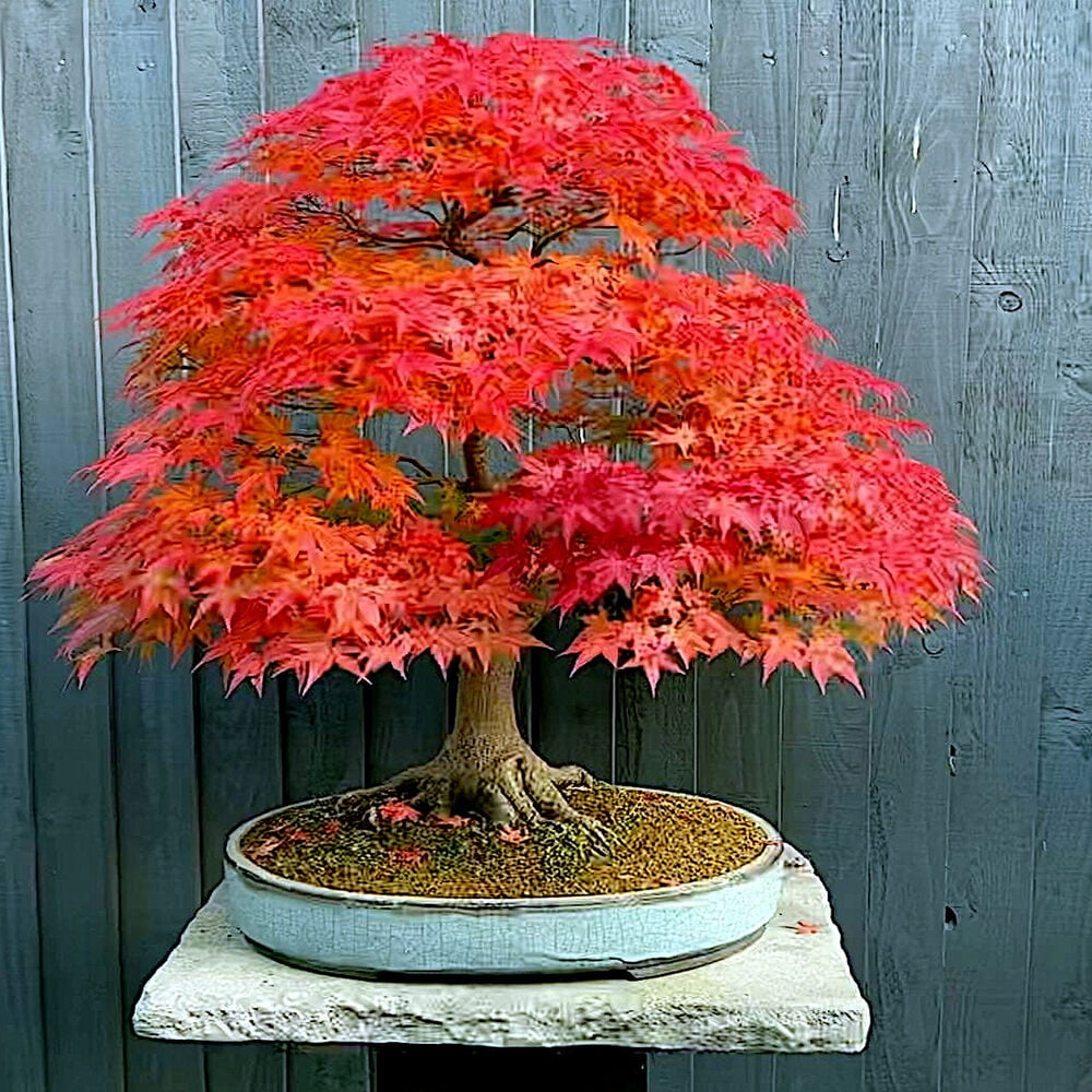 *RED SUNSET* Japanese Maple (Acer rubrum) Tree Seeds, Landscaping or
