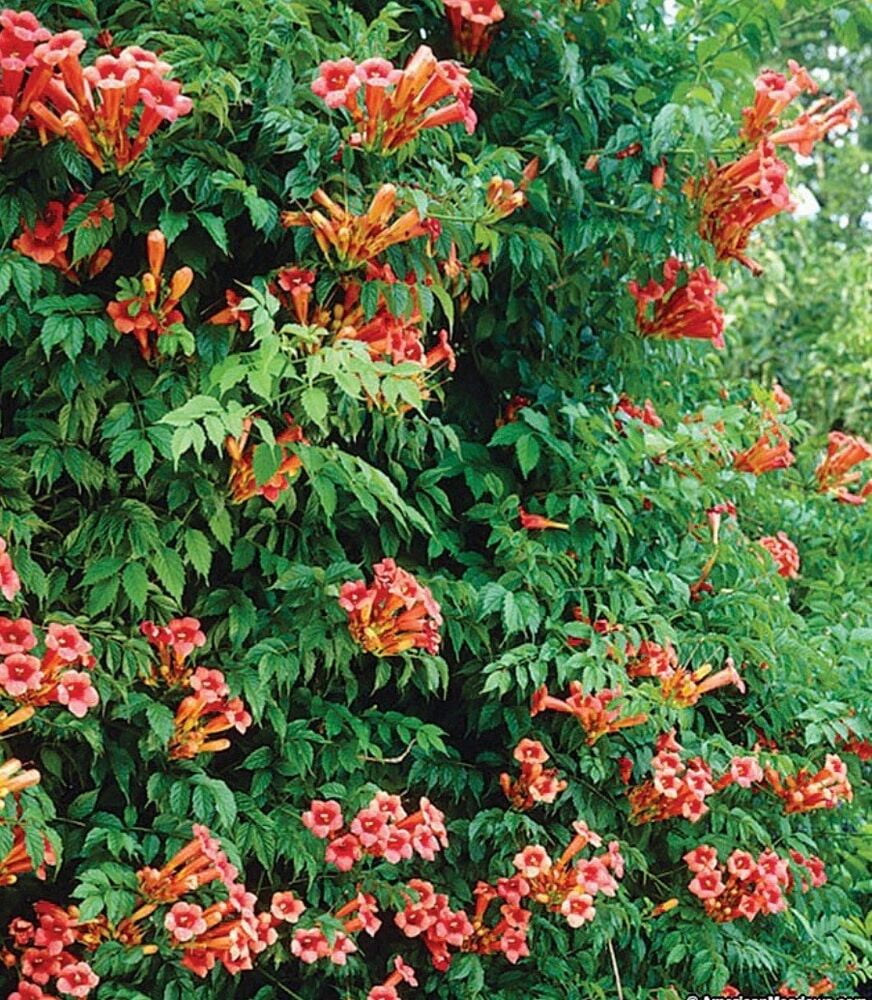 RED TRUMPET VINE 15 Live Vine Cuttings Perennial Hummingbird Organic