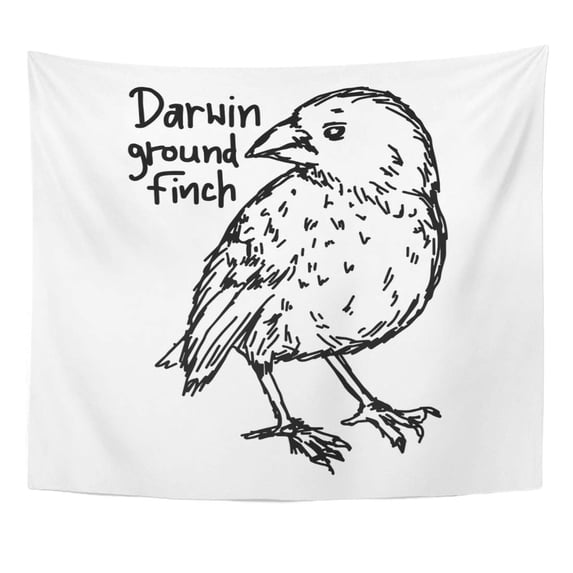 REFRED Charles Darwin Ground Finch Sketch with Black Lines White America Beach Wall Art Hanging Tapestry Home Decor for Living Room Bedroom Dorm 60x80 inch
