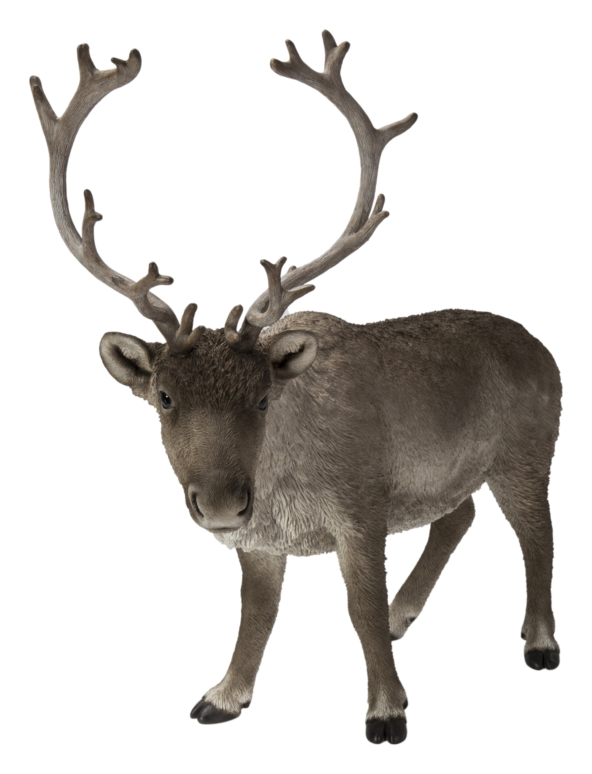 REINDEER STANDING