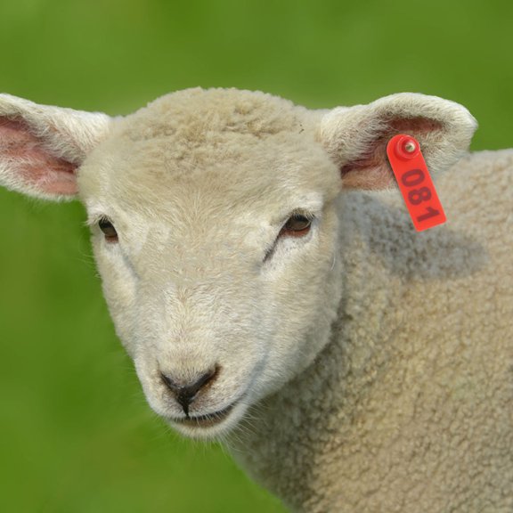 RENACLIPY 100Pcs Numbered Red Cattle Ear Tags for Livestock Identification Sturdy and Weather Resistant