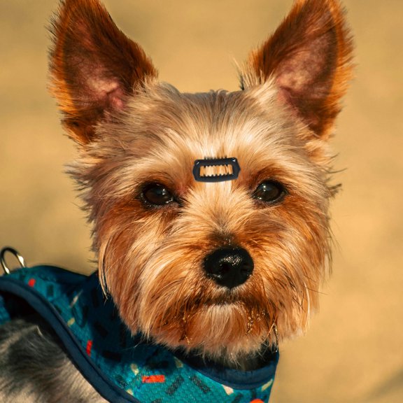RENACLIPY 5Pcs Lightweight Dog Hair Clips for Small Breeds Featuring Soft Nose Bridge and Easy One-Hand Snap Closure