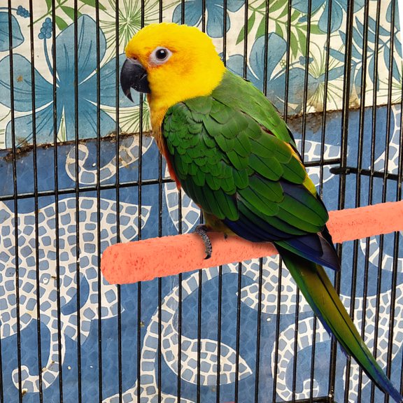 RENACLIPY 6Pcs Parrot Perch Stand Wooden and Quartz Sand Rods Easy Fit for Most Bird Cages and Birds