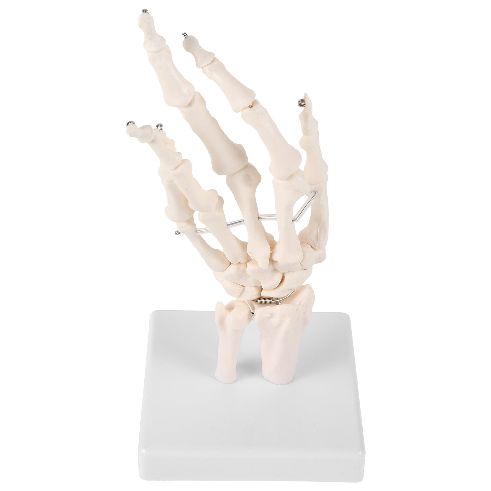 RENACLIPY Human Hand Model for Teaching, White PVC, Detailed Medical ...