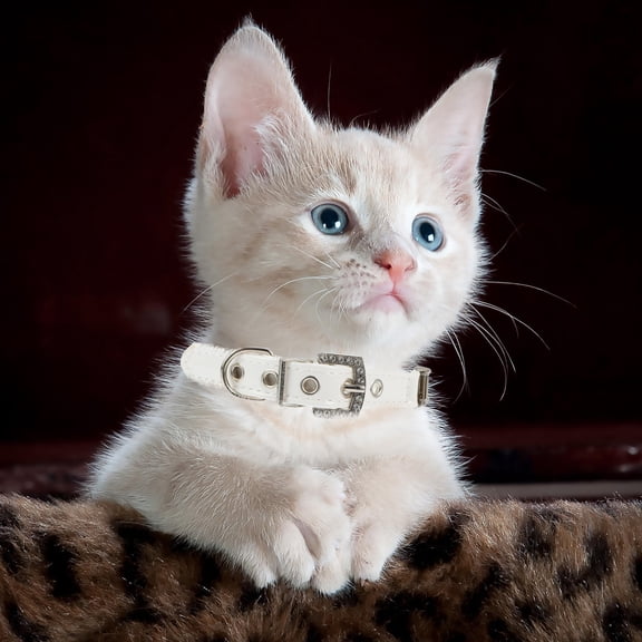 RENACLIPY White PU Dog Collar with Faux Pearls for Pets Adjustable for Daily Wear and Outdoor Activities