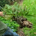 RESURRECTION FERN on stick Live, Plant Terrarium.