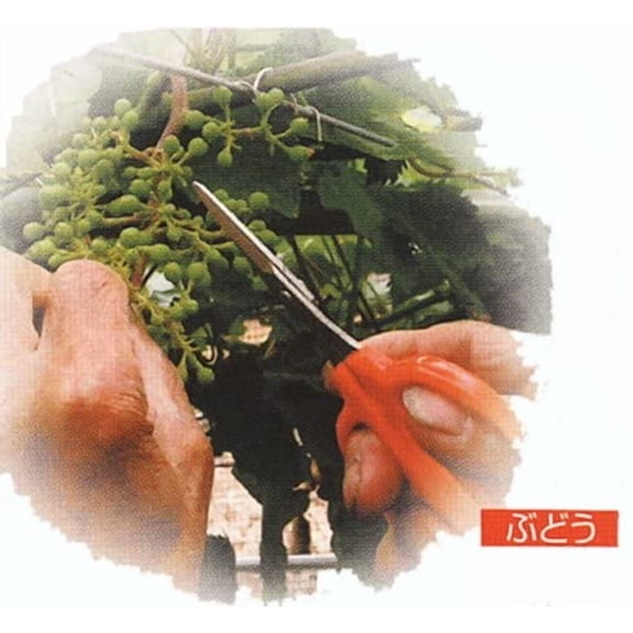 RGHJAR-CHIKAMASA Professional Horticultural Stainless Grape Scissors 155mm B-300S (Standard Version)