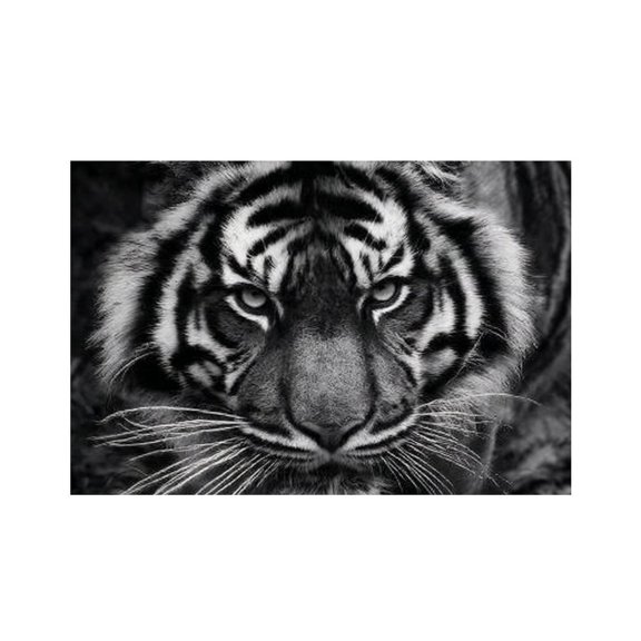 RKSupls Tiger Black White Portrait Linen Placemats 30x45cm Straight Edge Stain Resistant Washable Non-Slip Table Mats Table for Kitchen Dining Room Home