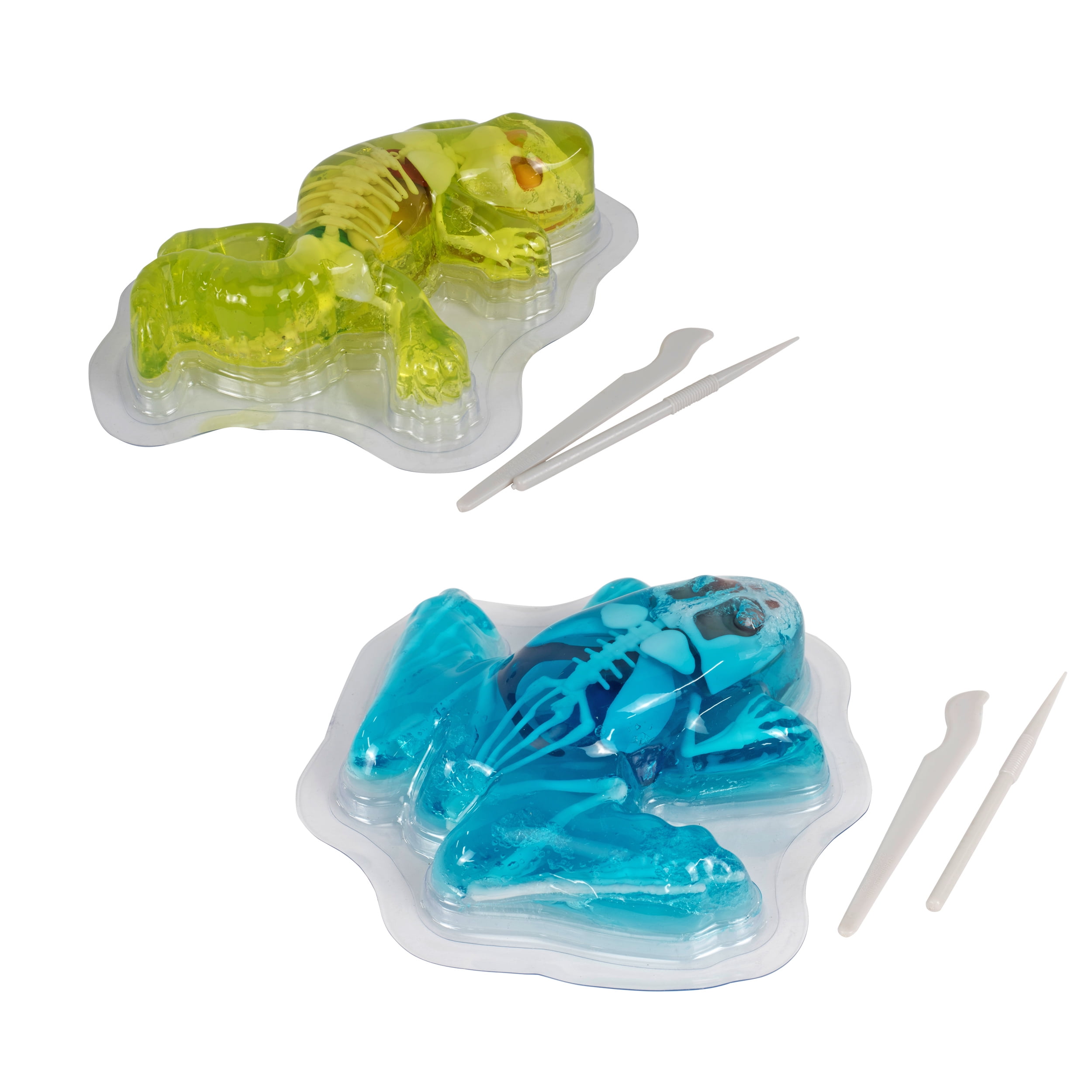 Squishy Newt and Frog Anatomy Science Kit with Dissection Tools