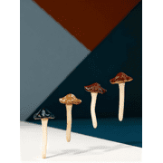 ROSENICE Fairy Garden Mushroom Ceramic Assorted Color Potted Moss Decor 4Pcs