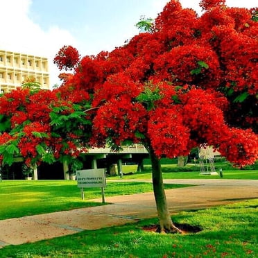 SeedHead Royal Poinciana Red Flame Tree Seeds – Delonix Regia – Tropical Flamboyant Flower For Hummingbirds