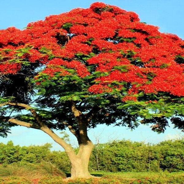 Grow Your Own Bonsai Royal Flame Tree (Delonix Regia) Seeds - Pack Of 5  Rare Seeds For Indoor Bonsai Or Houseplant Tropical Plant Seeds
