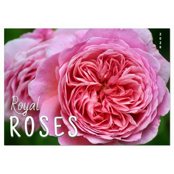 ROYAL ROSES the queen of flowers 2026 (Monthly Wall Calendar 2026 11.7 x 16.5 (open)), CALVENDO 14 Month Calendar