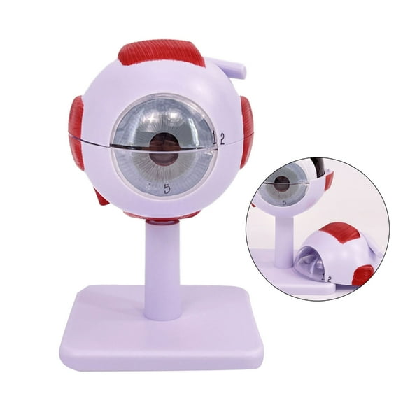 6X Eyeball Anatomy Model Removable Eye Anatomy Teaching Tool Human Organs Model