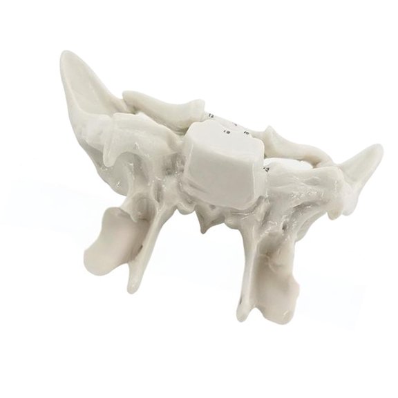 ROZYARD Practical Human Skeleton Model Temporal Bone Model Teaching Aid for Anatomy