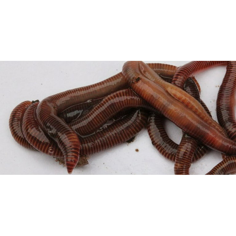  worms Wholesale Red Wiggler 4 pounds : Patio, Lawn & Garden