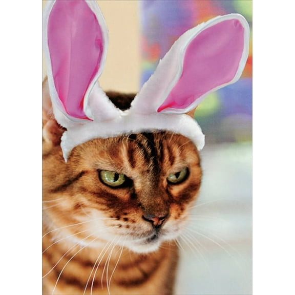 RSVP Angry Cat in Bunny Ears Funny : Humorous Easter Card