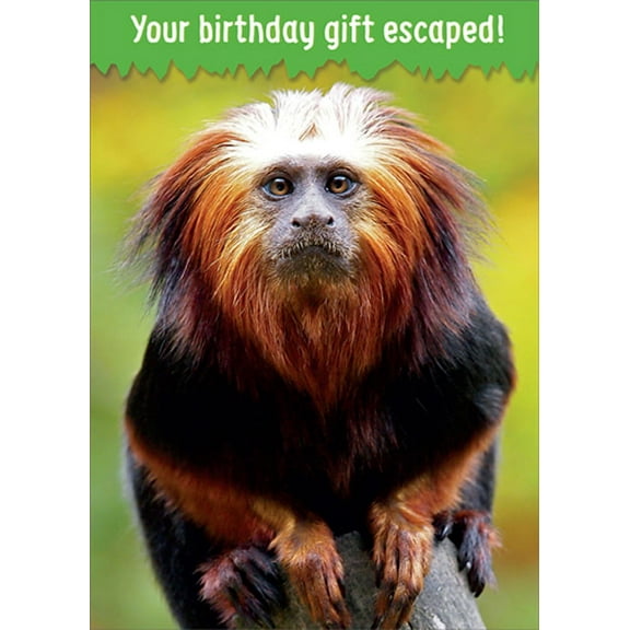 RSVP You're Birthday Gift Escaped Monkey Funny / Humorous Birthday Card