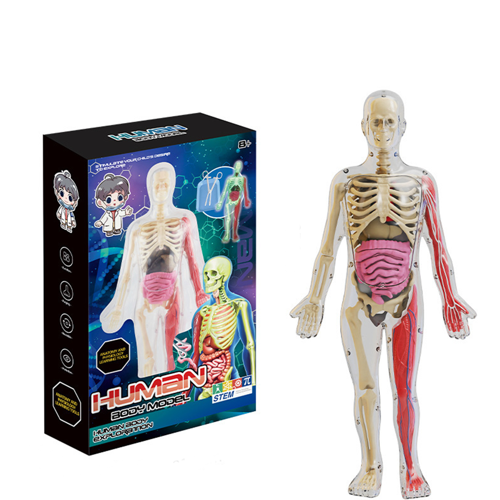 GobiDex Human Body Skeleton Model Kits, 40 Piece Anatomy Figure,Glow In The Dark